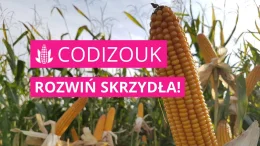 Kukurydza CODIZOUK