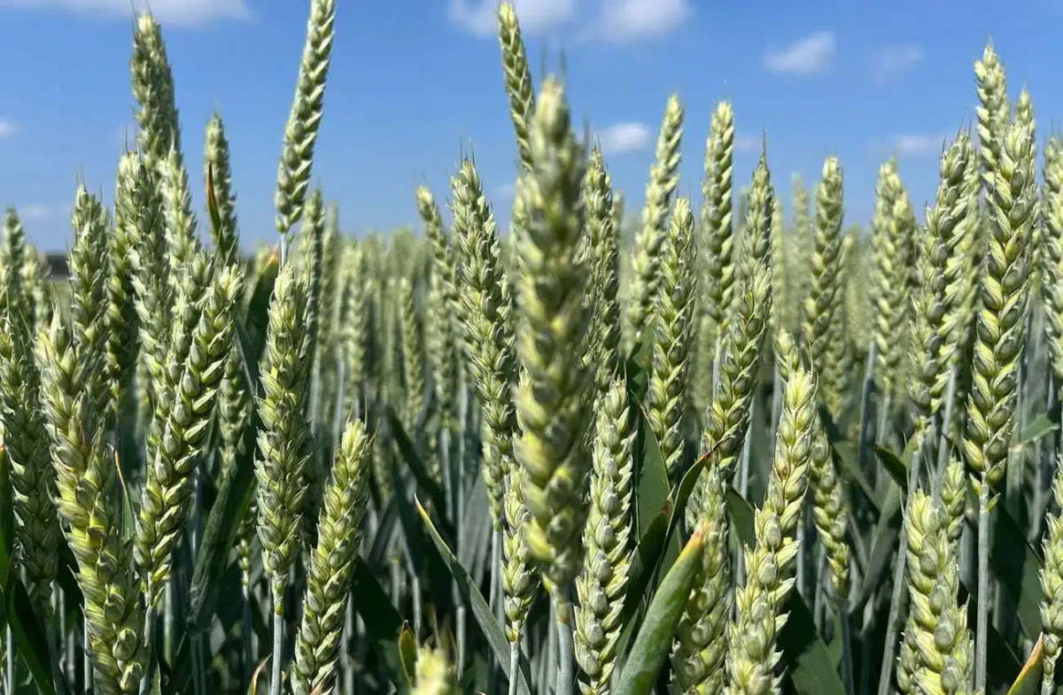 Sprawdź najlepiej plonujące odmiany pszenicy ozimej na Demo Farmach w Ampol-Merol