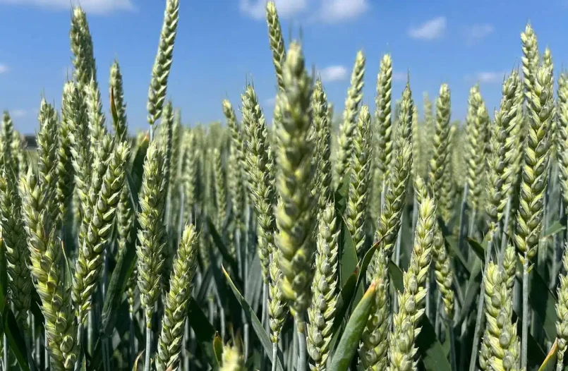 Sprawdź najlepiej plonujące odmiany pszenicy ozimej na Demo Farmach w Ampol-Merol