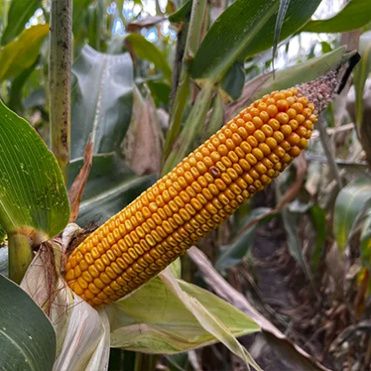 KUKURYDZA LANXXAM