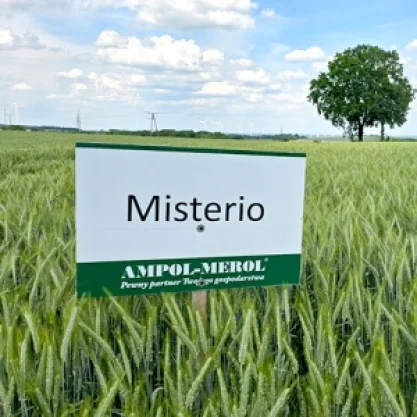 PSZENŻYTO OZIME MISTERIO op. 50 kg