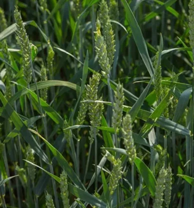 PSZENICA JARA TYBALT 500 kg