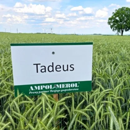 PSZENŻYTO OZIME TADEUS 1 tona w op. 500 kg