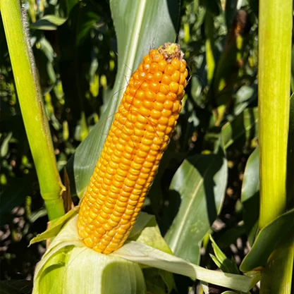 KUKURYDZA JUSTY (+KORIT)