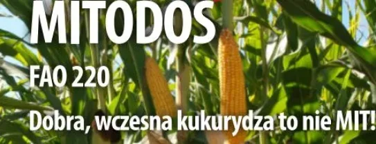 KUKURYDZA MITODOS