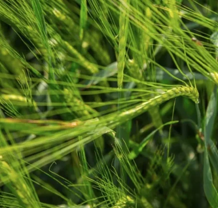 JĘCZMIEŃ JARY LG ANDANTE 500 kg