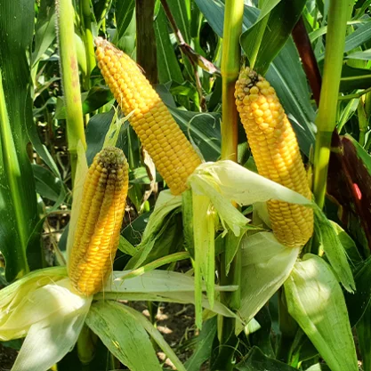 KUKURYDZA AMELLO (Opti Plus)