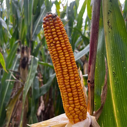 KUKURYDZA BERNAXX (+KORIT)