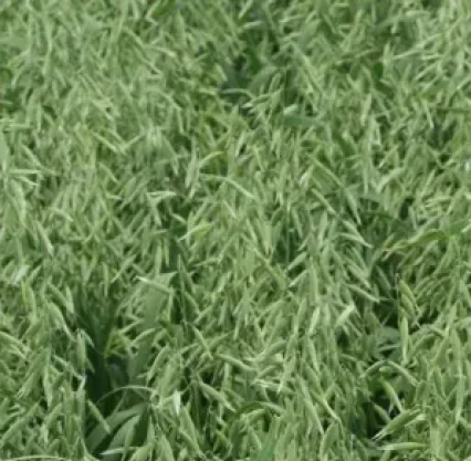 OWIES JARY BINGO 350 kg