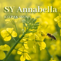 RZEPAK OZIMY ZAPRAWIONY ANNABELLA F1  BUTEO START + SCENIC GOLD
