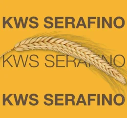 ŻYTO HYBRYDOWE KWS SERAFINO C1, F1 AGRAVITA