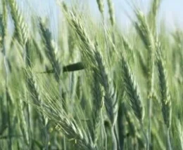 PSZENŻYTO JARE MAMUT 50 kg