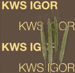 ŻYTO HYBRYDOWE KWS IGOR C1, F1 AGRAVITA