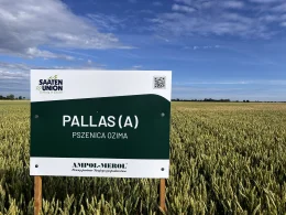 PSZENICA OZIMA PALLAS 1 tona  w op. 500 kg